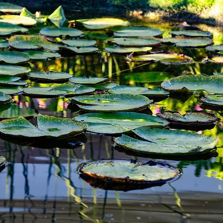 Ma Vie La البوفيرا