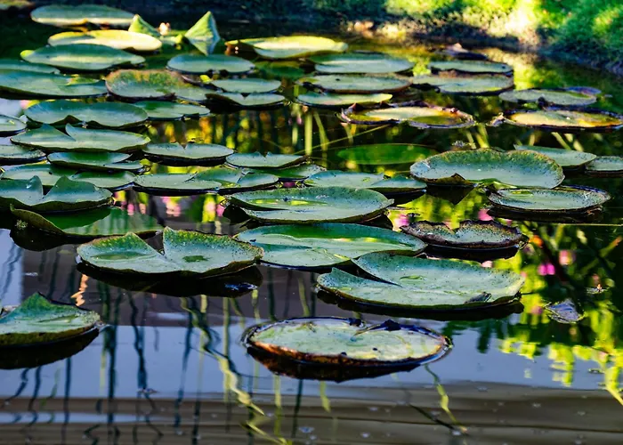 Ma Vie La アルブフェイラ